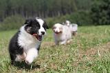 BERGER AUSTRALIEN PUPPIES 062
